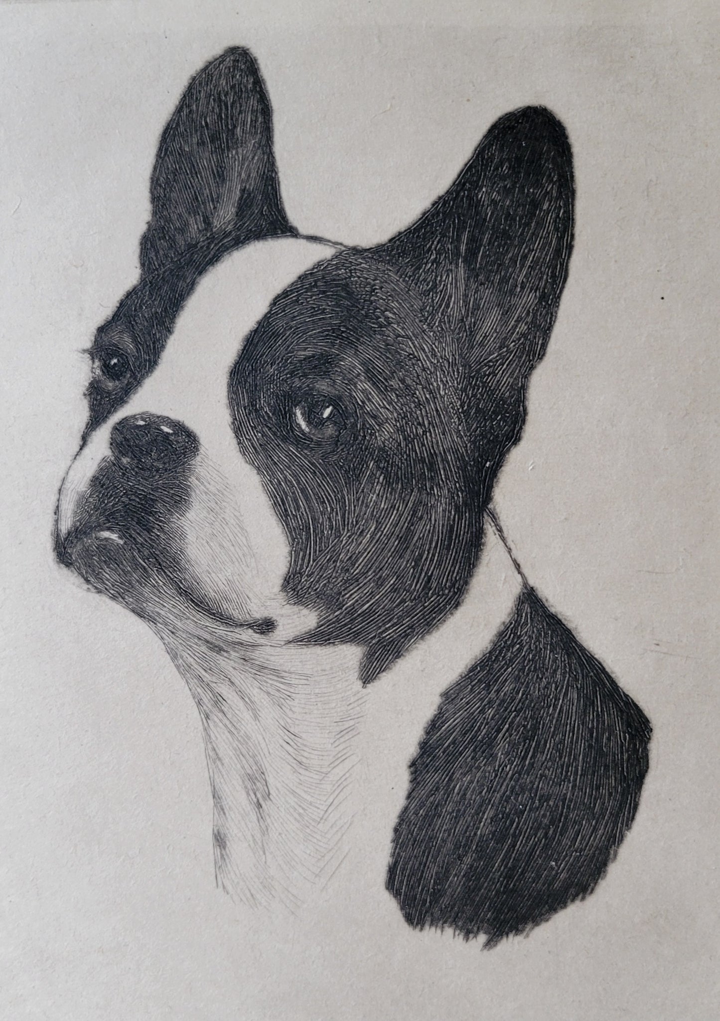 "Jim Dandy" Boston Terrier by Lisa Balsie - etching, early 20th century, USA
