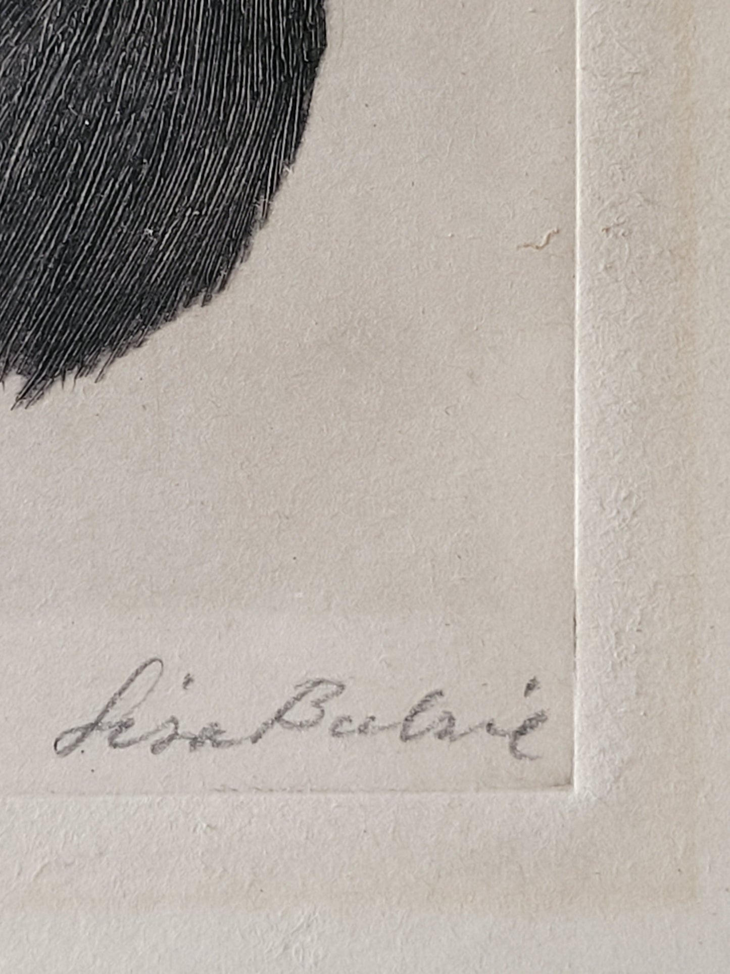 "Jim Dandy" Boston Terrier by Lisa Balsie - etching, early 20th century, USA