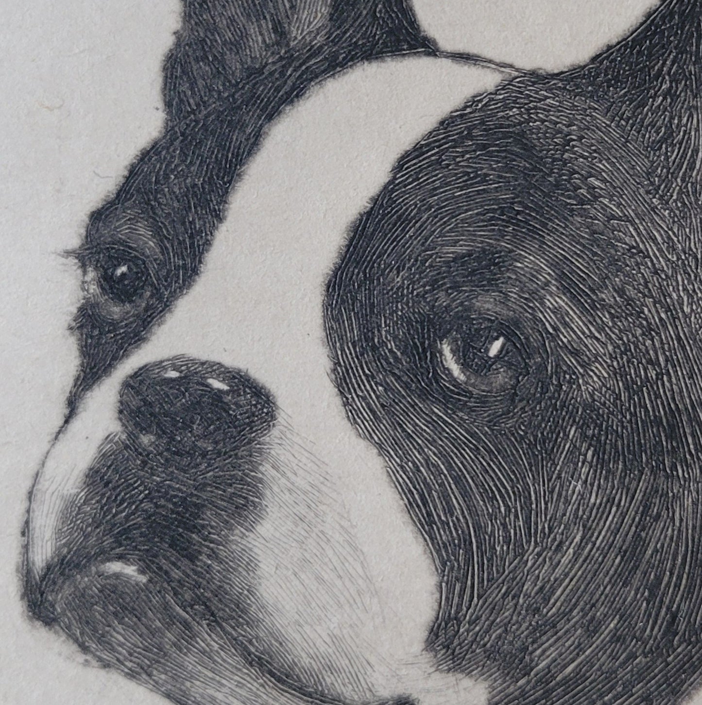 "Jim Dandy" Boston Terrier by Lisa Balsie - etching, early 20th century, USA