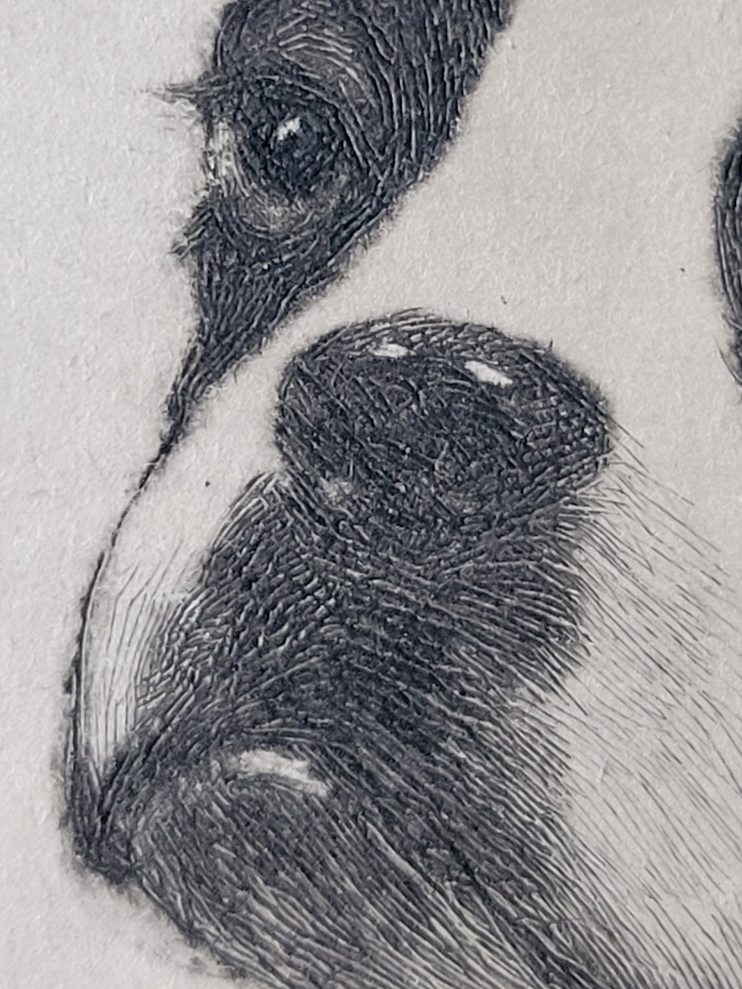 "Jim Dandy" Boston Terrier by Lisa Balsie - etching, early 20th century, USA