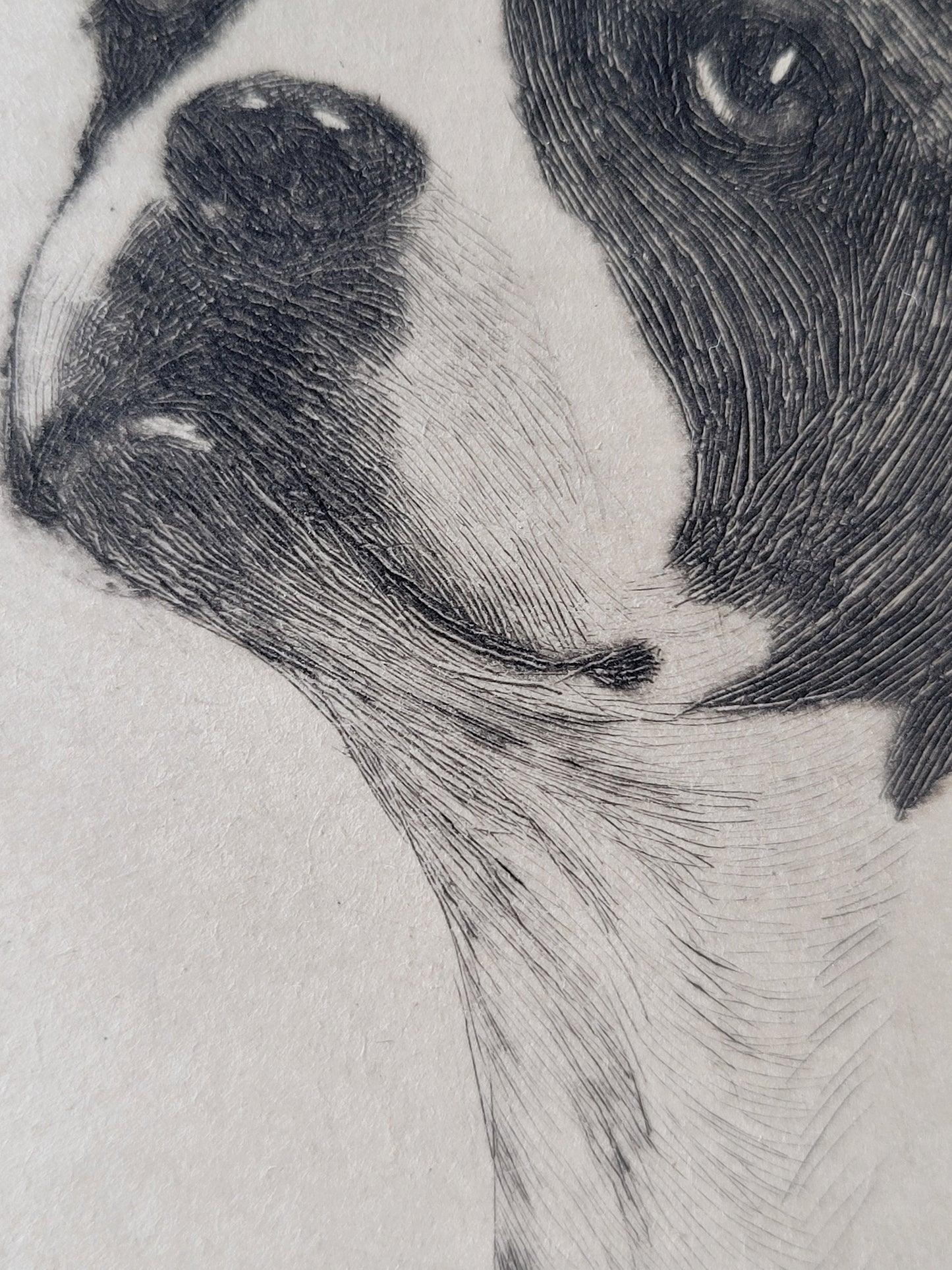 "Jim Dandy" Boston Terrier by Lisa Balsie - etching, early 20th century, USA