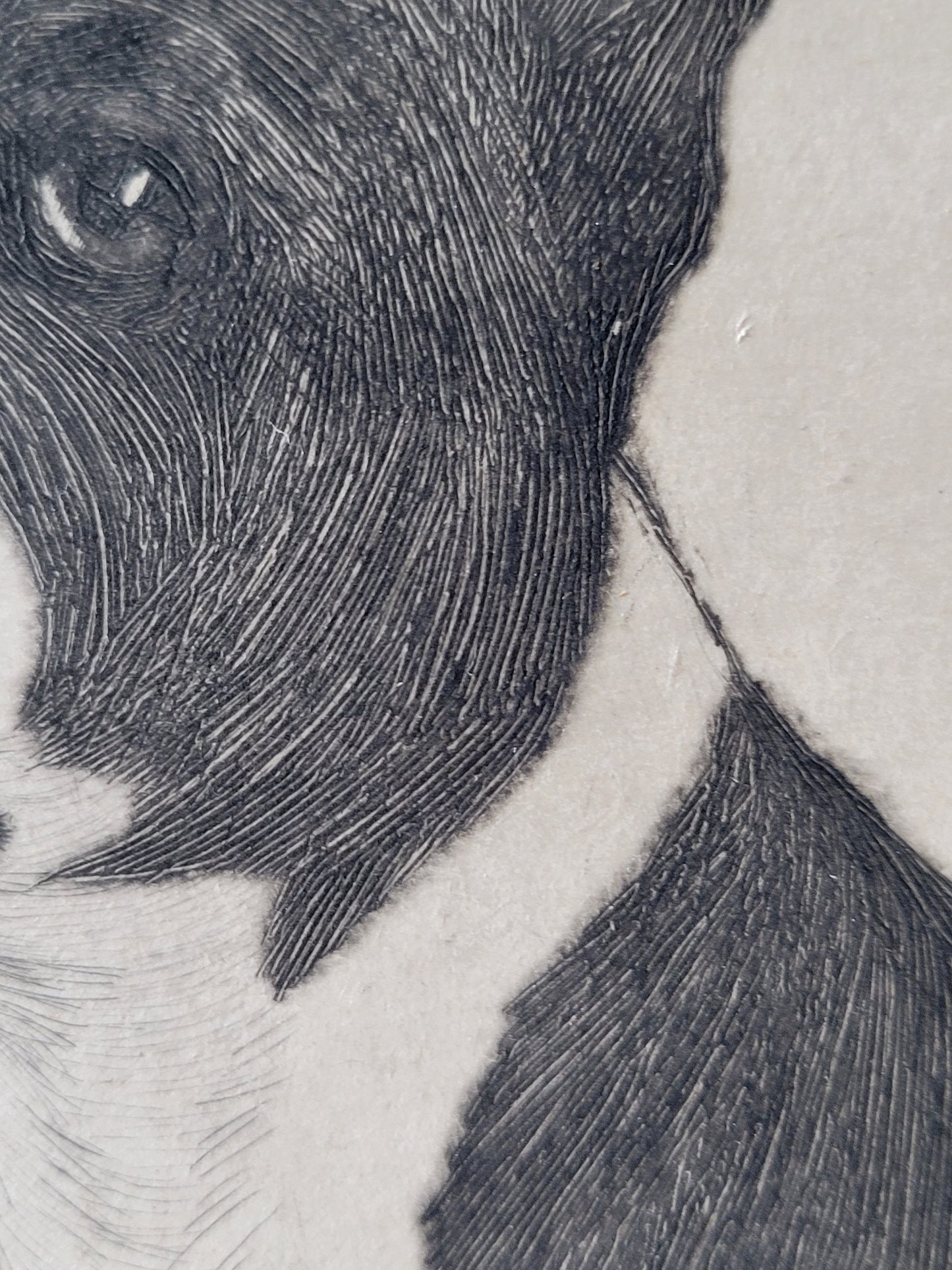 "Jim Dandy" Boston Terrier by Lisa Balsie - etching, early 20th century, USA