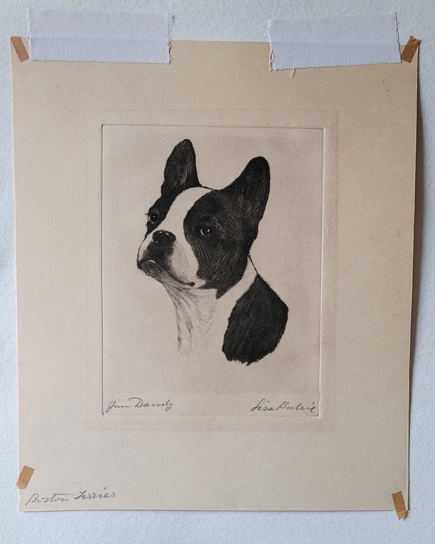 "Jim Dandy" Boston Terrier by Lisa Balsie - etching, early 20th century, USA